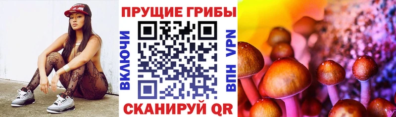 Псилоцибиновые грибы Psilocybine cubensis  Чусовой 
